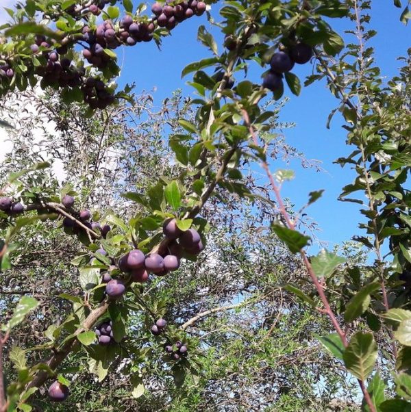 damson-tree-kahikatea-farm-food-forest