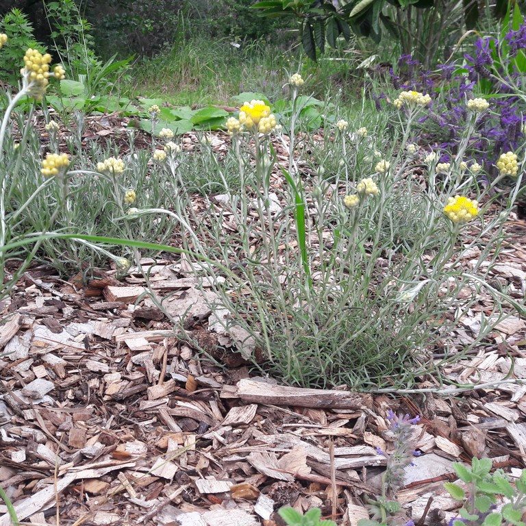 helichrysum-italicum-curry-plant-kahikatea-farm (2) (Copy)