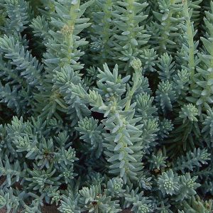Sedum-rupestre-Blue-Spruce-Stonecrop
