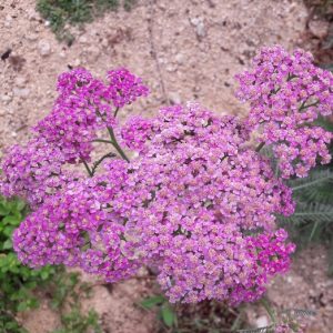 achillea-shades-of-pink-kahikatea-farm