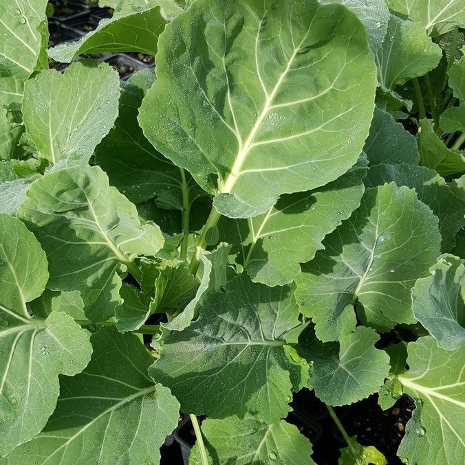 kale_tronchuda_kahikatea-farm-heat-tolerant
