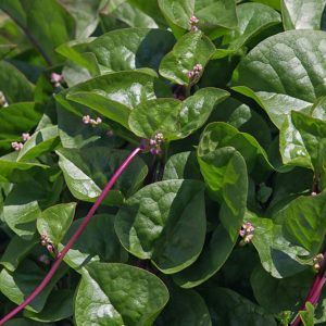 malabar-spinach-basella-vine