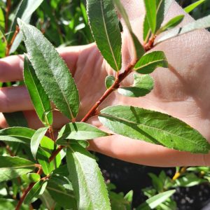 basket-willow-flanders-red-kahikatea-farm