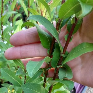 basket-willow-noir-de-villaine-kahikatea-farm