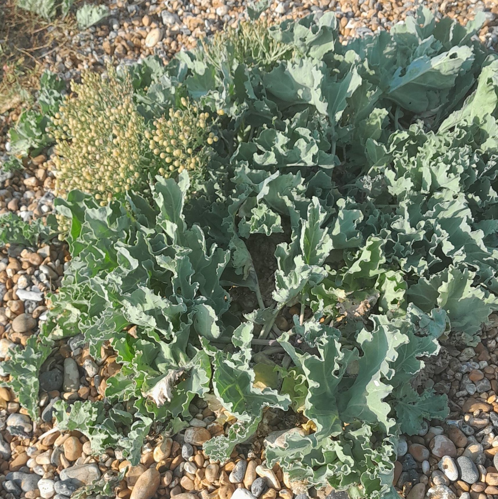 sea-kale-flowering-shoreham-beach-kahikatea-farm