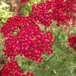 Achillea-millefollium-Cassis-yarrow