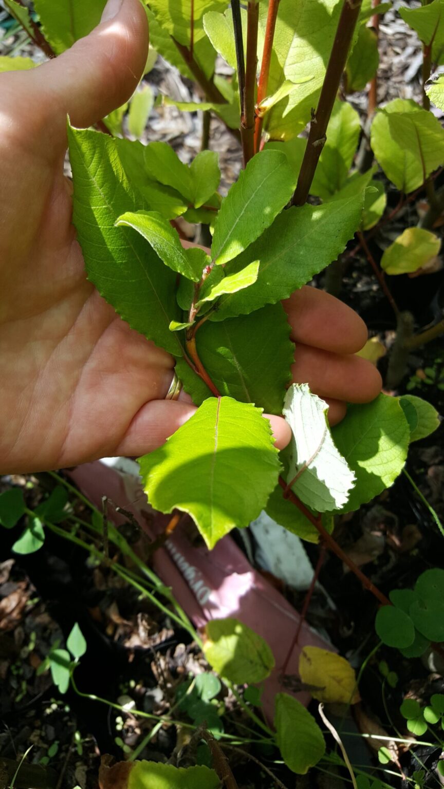 Musk (Egyptian) Willow Kahikatea Farm Certified Organic Nursery and