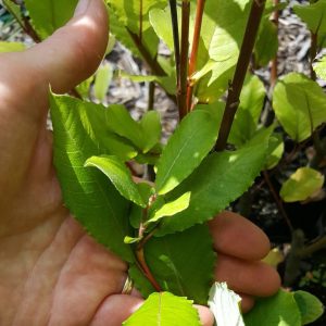 Egyptian_Musk_Willow_Kahikatea_Farm