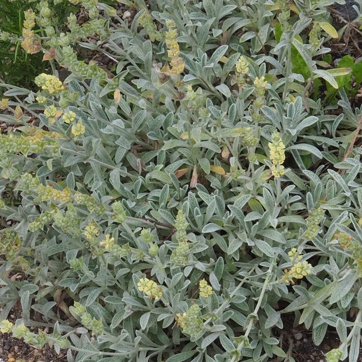 ironwort-plant-greek-mountain-tea