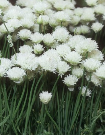 Chives_white_flowering