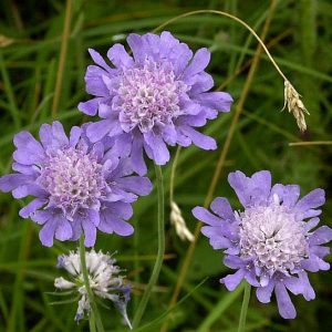 Dwarf_Pincushion_Flower_Small_Scabious