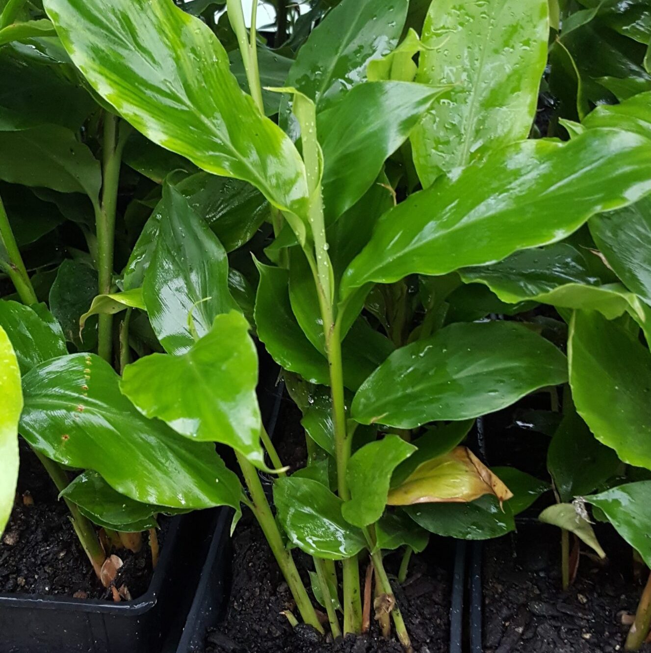 False_Cardamom_plant_Kahikatea_Farm