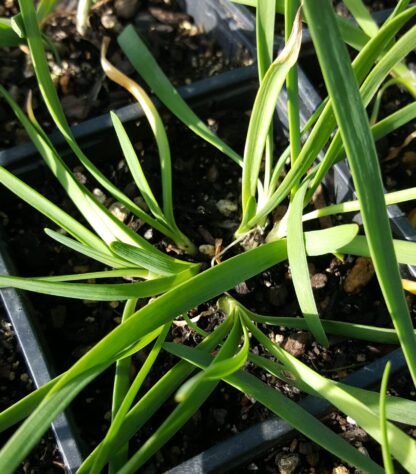 German_Garlic_Allium_senescens_plant_Kahikatea_Farm