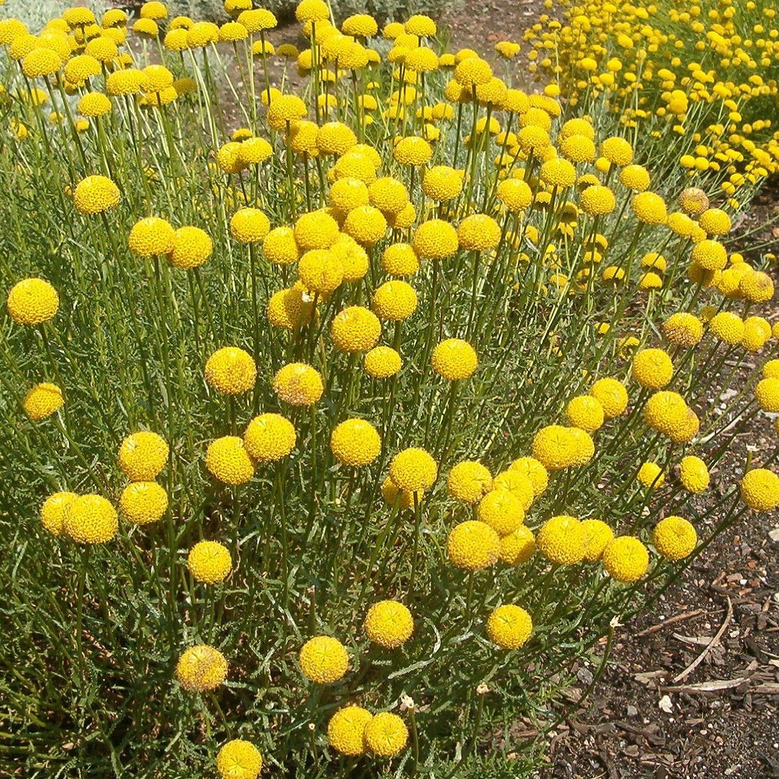 Santolina_rosmarinifolia_Olive_Herb_Holy_Flax