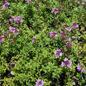 thyme-plant-ruby-carpet-kahikatea-farm