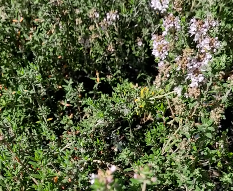 Orange Thyme Kahikatea Farm Certified Organic Nursery and Permaculture Farm