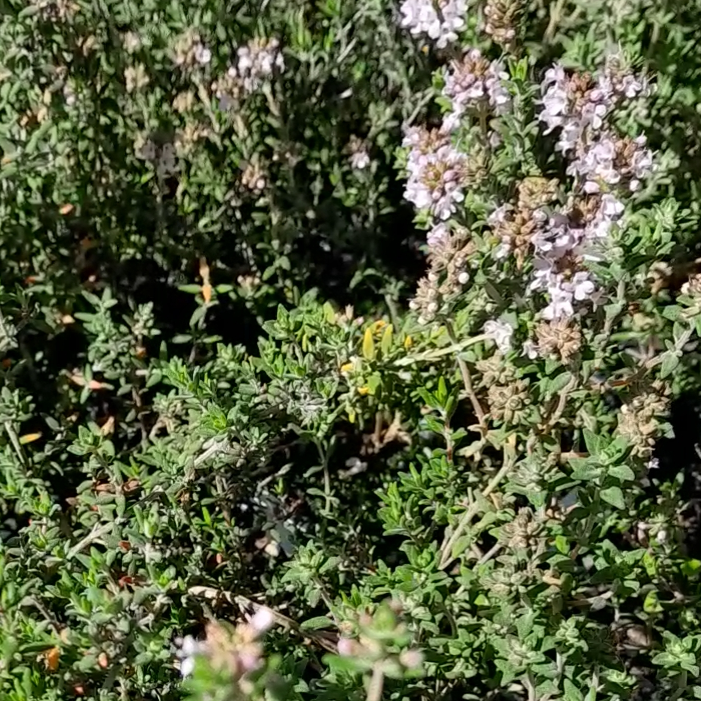 orange_thyme_thymus_fragrantissimus_kahikatea_farm