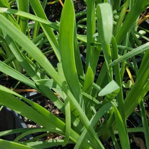 German_Garlic_Allium_senescens_Kahikatea_Farm