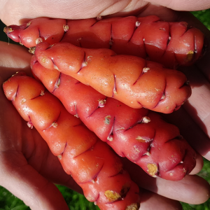 NZ_yam_oca_oxalis_tuberosa_kahikatea_farm