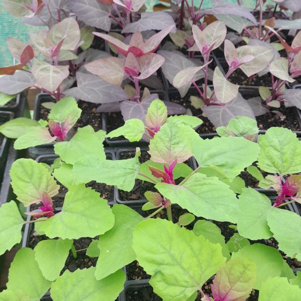lambs_quarters_orach_mountain_spinach_kahikatea_farm