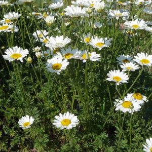 Anthemis_tinctoria_dyers_chamomile_white