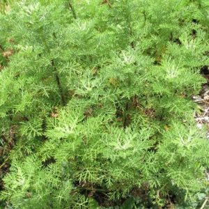 Chamomile_Wormwood_foliage_Artemisia