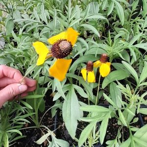 Mexican_Hat_Ratibida_yellow_flowers_Kahikatea_Farm
