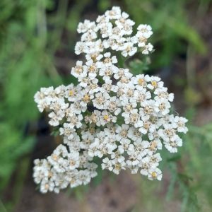 Noble_Yarrow_Achillea_nobilis_flower_Kahikatea_farm