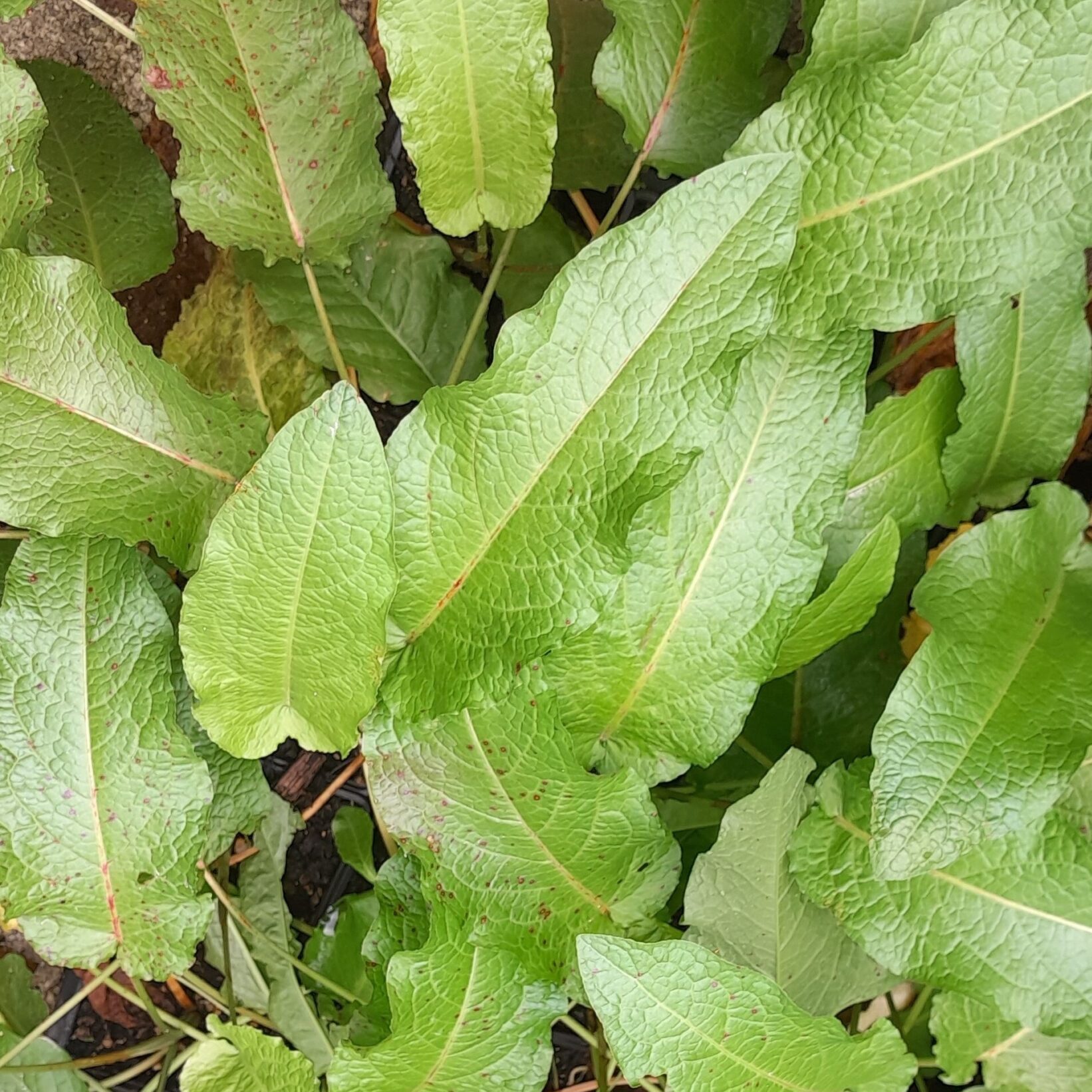 Yellow_Dock_Rumex_crispus_Kahikatea_Farm
