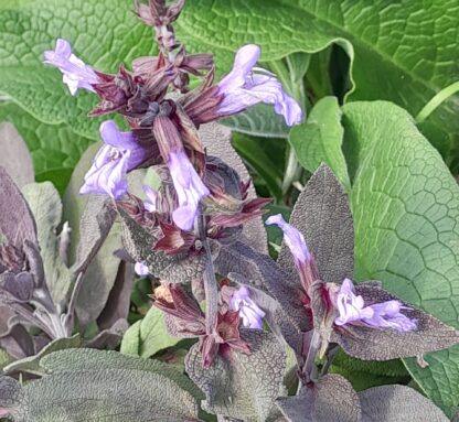 purple_sage_flower_kahikatea_farm