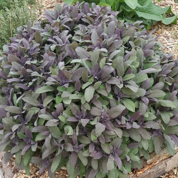 purple_sage_kahikatea_farm_plant