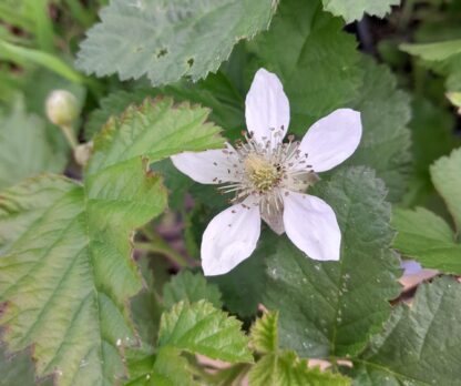boysonberry-thornless-kahikatea-farm-flower