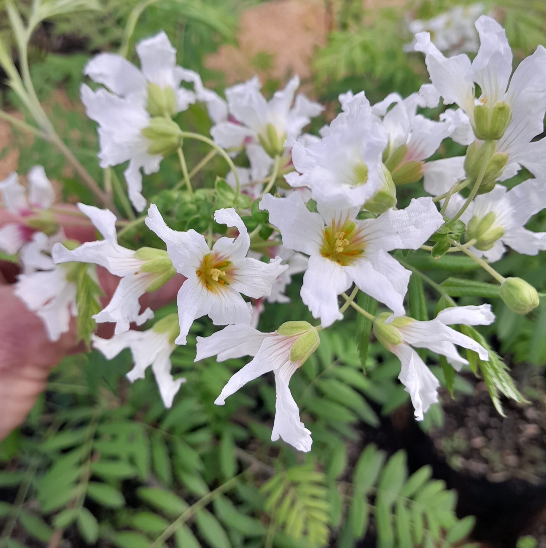yellowhorn-flowers-kahikatea-farm-buy-plants