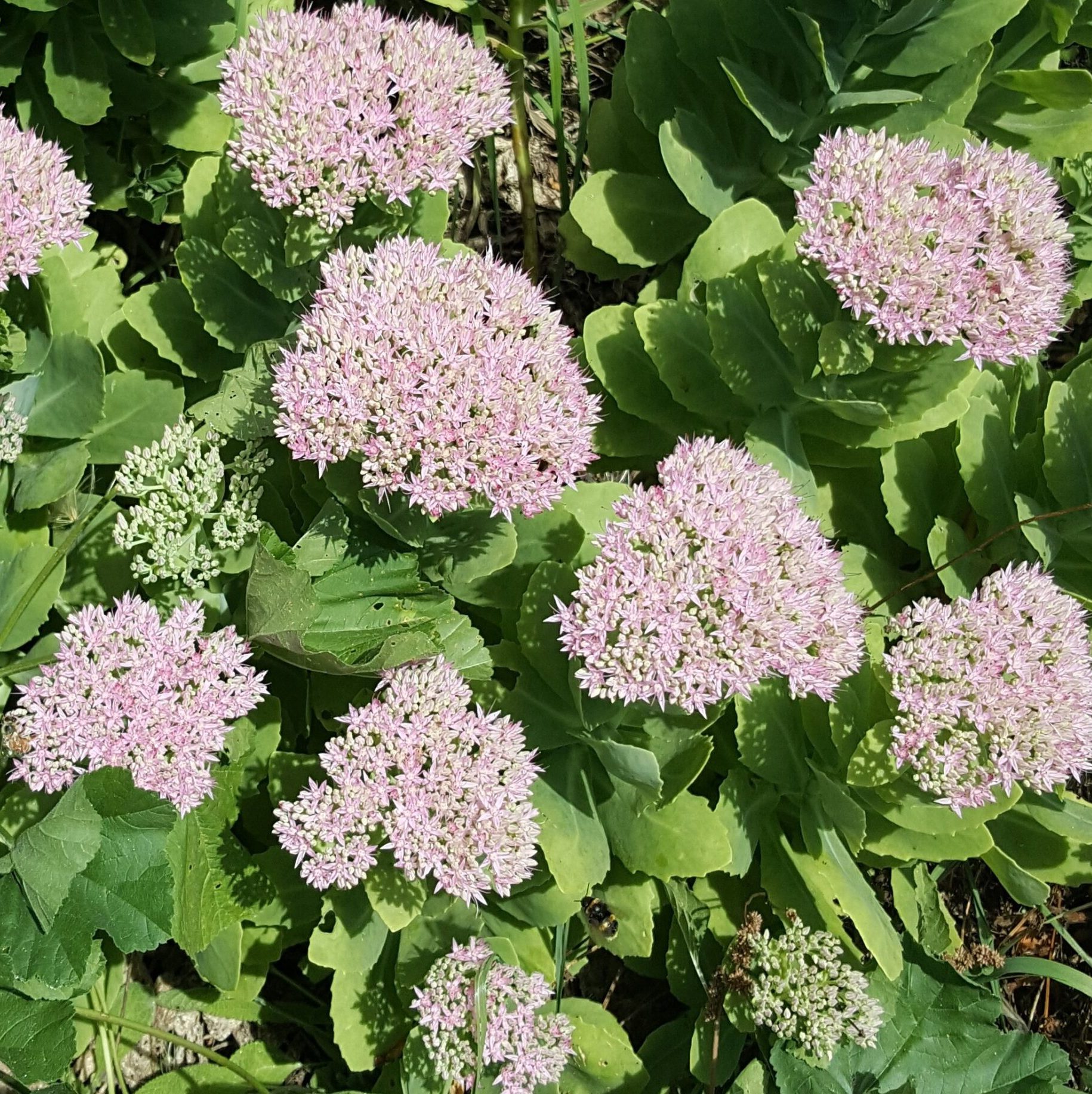 sedum-pale-pink-kahikatea-farm