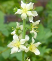 agrimony-white-flower