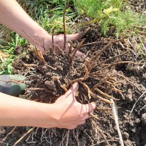 skirret-digging-roots-kahikatea-farm-food-forest