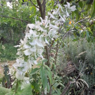 clary-sage-white-flower-kahikatea-farm-food-forest