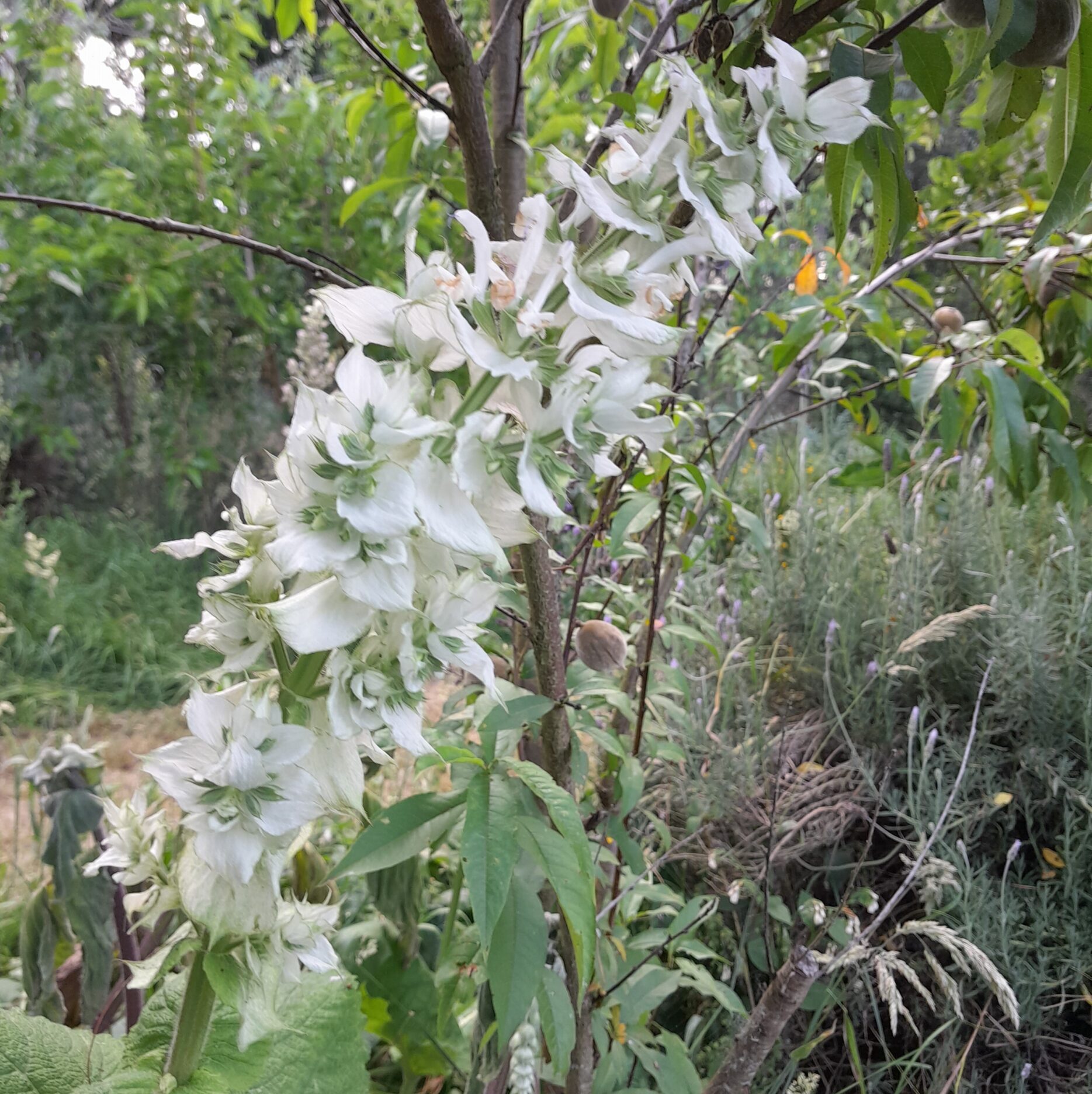 clary-sage-white-flower-kahikatea-farm-food-forest
