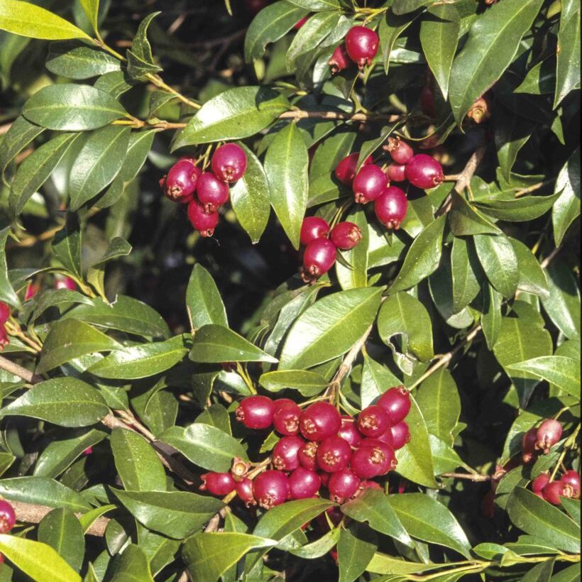 Syzygium-australe-brush-cherry-fruit