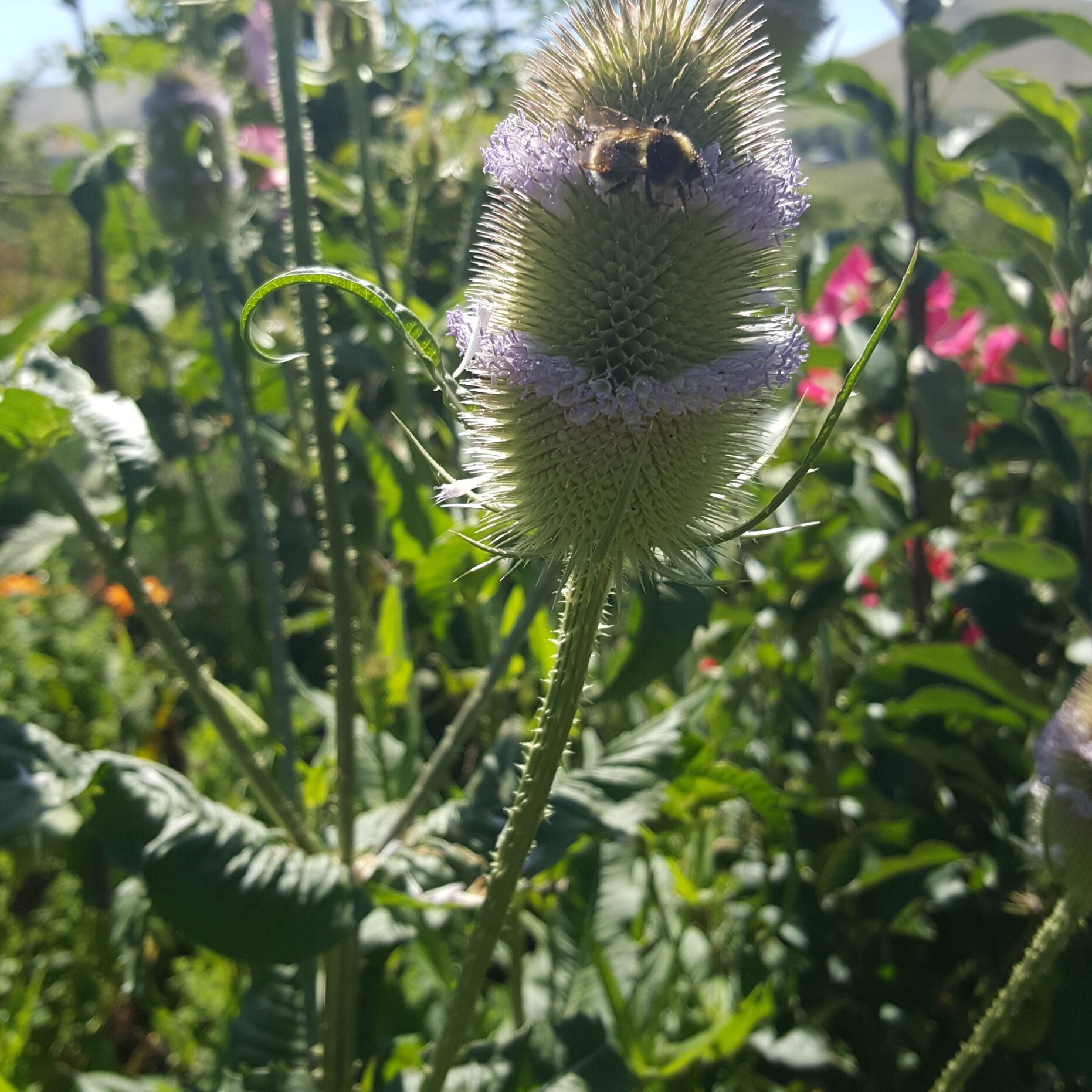 Teasel-dipsacus-bee-kahikatea-farm