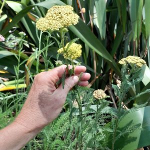 achillea-moonshine-plants-kahikatea-farm