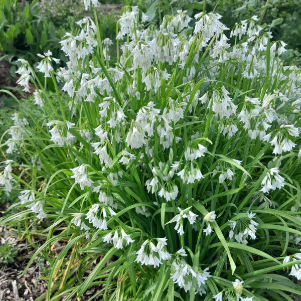 allium-triquetum-three-cornered-leek-onion-weed-kahikatea-farm