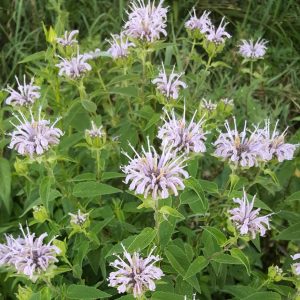 bergamot-flowers-kahikatea-farm
