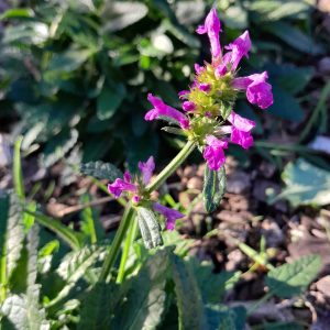 betony-flower-kahikatea-farm