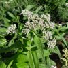 boneset-eupatorium-flower-kahikatea-farm