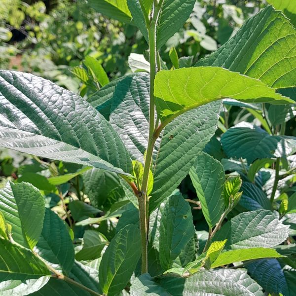 chinese-alder-alnus-cremastogyne-plant-kahikatea-farm