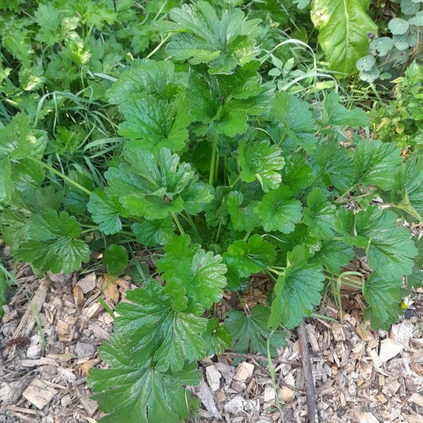 chinese-motherwort-kahikatea-farm