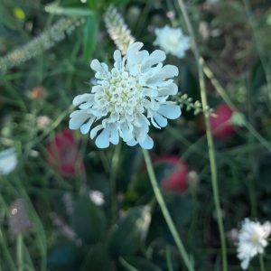 cream-scabious-scabiosa-kahikatea-farm