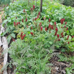 crimson-clover-kahikatea-farm
