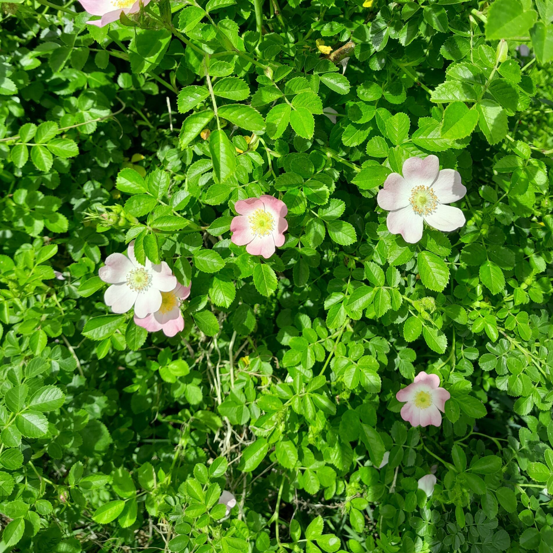 dog-rose-rosa-canina-flowers-kahikatea-farm